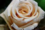 Dcim5547/DSC00071