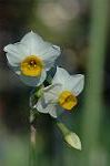 Dcim5561/DSC_2077