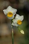 Dcim5561/DSC_2082