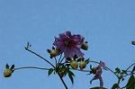 Dcim5561/DSC_2083