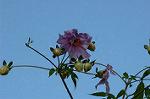 Dcim5561/DSC_2084