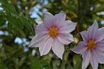 Dcim5561/DSC_2085