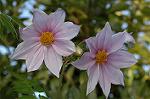 Dcim5561/DSC_2087