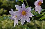 Dcim5561/DSC_2095