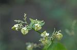 Dcim5561/DSC_2157