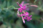 Dcim5561/DSC_2164