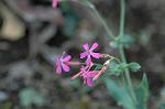 Dcim5561/DSC_2167