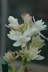 Dcim5562/DSC_2177