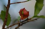 Dcim5562/DSC_2237