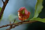 Dcim5562/DSC_2242
