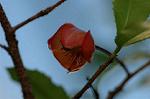 Dcim5562/DSC_2244