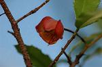 Dcim5562/DSC_2245