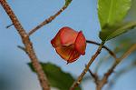 Dcim5562/DSC_2247