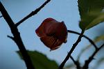 Dcim5562/DSC_2249