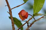Dcim5562/DSC_2252