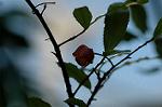 Dcim5562/DSC_2253