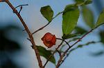 Dcim5562/DSC_2254