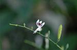 Dcim5562/DSC_2276