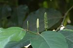 Dcim5562/DSC_2285