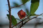 Dcim5562/DSC_2289