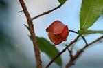 Dcim5562/DSC_2294