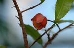 Dcim5562/DSC_2295