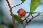 Dcim5562/DSC_2296