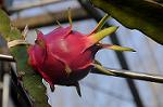 Dcim5563/DSC_3524