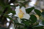 Dcim5587/DSC_2811