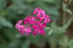 Dcim5587/DSC_2887