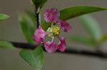 Dcim5587/DSC_2937