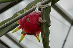 Dcim5587/DSC_2945