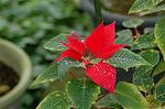 Dcim5587/DSC_2961
