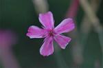 Dcim5608/DSC_3503