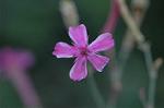 Dcim5608/DSC_3504