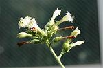 Dcim5608/DSC_3514
