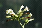 Dcim5608/DSC_3515