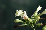 Dcim5608/DSC_3516