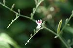 Dcim5609/DSC_3594