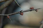 Dcim5631/DSC_4407