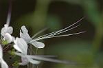 Dcim5632/DSC_4597