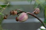 Dcim5632/DSC_4611