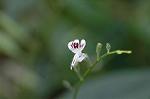 Dcim5643/DSC_5299