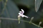 Dcim5643/DSC_5303