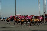 Dcim5646/DSC_5591