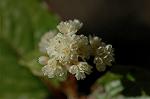 Dcim5660/DSC_6044