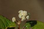 Dcim5660/DSC_6052