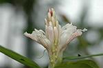 Dcim5671/DSC_6537