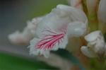 Dcim5671/DSC_6556