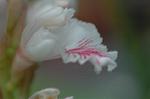 Dcim5671/DSC_6558